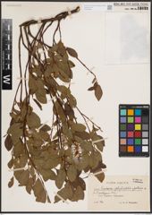 Foto von Salix herbacea L. x Salix phylicifolia L. x Salix polaris Wahlenb.